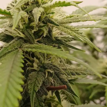 Auto Journey with FastBuds and Barney's