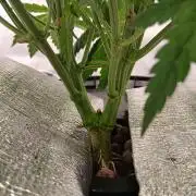 Hydroponischer Exotic Seed Grow