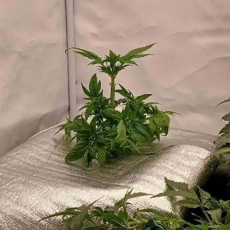 DWC Grow with Advanced Seeds