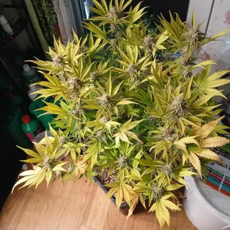 Auto Journey with FastBuds and Barney's