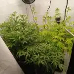 Auto Journey with FastBuds and Barney's
