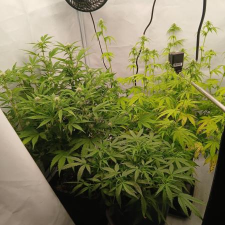 Auto Journey with FastBuds and Barney's