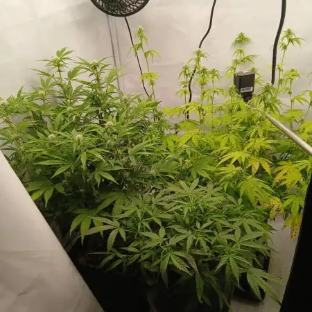 Auto Journey with FastBuds and Barney's