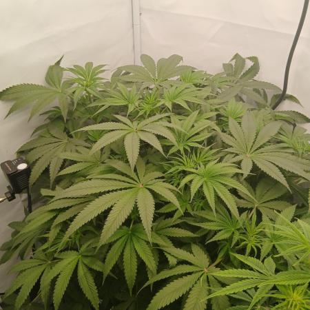 Hydroponischer Exotic Seed Grow