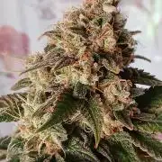 Super Sativa Seed Club Soil Version