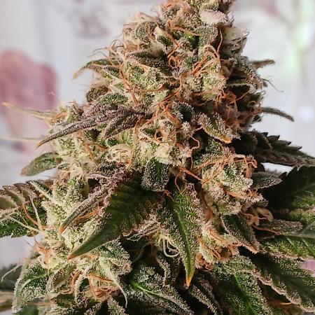 Super Sativa Seed Club Soil Version