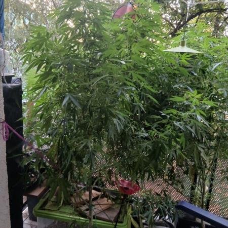 Super Sativa Seed Club Outdoor Version