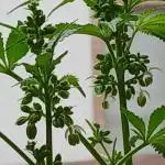 Regular Company for the DWC Lady