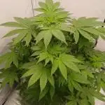 DWC Grow with Advanced Seeds