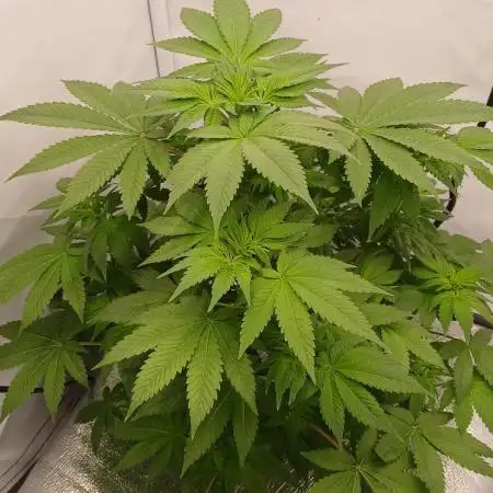 DWC Grow with Advanced Seeds