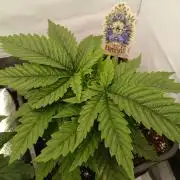 Raunächte-Grow mit Exotic Seed