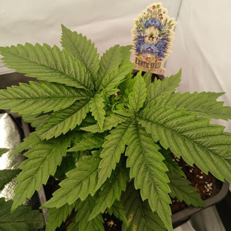 Raunächte-Grow mit Exotic Seed