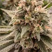 Super Sativa Seed Club Soil Version