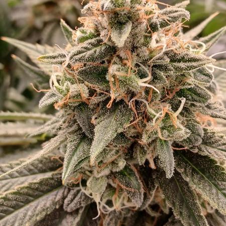Super Sativa Seed Club Soil Version