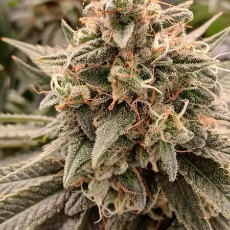 Super Sativa Seed Club Soil Version