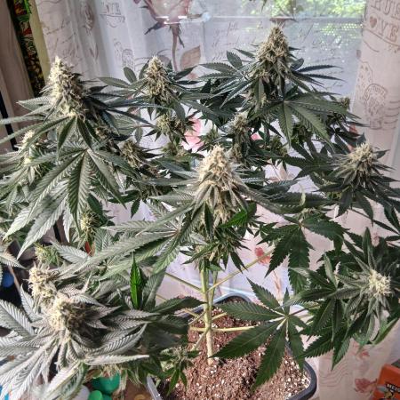 Super Sativa Seed Club Soil Version