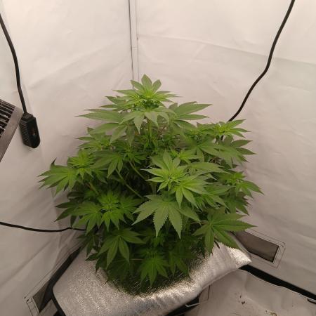 DWC Grow with Advanced Seeds