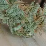 Auto Journey with FastBuds and Barney's