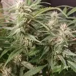Auto Journey with FastBuds and Barney's