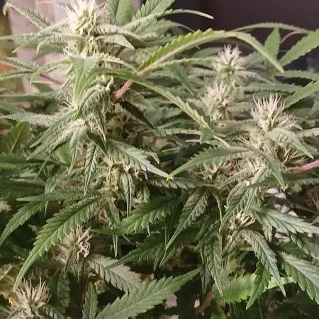 Auto Journey with FastBuds and Barney's