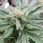 RQS Royal Jack Auto Outdoor