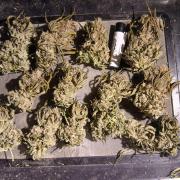 Super Sativa Seed Club Soil Version
