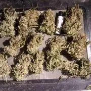 Super Sativa Seed Club Soil Version