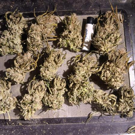Super Sativa Seed Club Soil Version