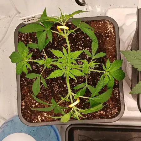 Auto Journey with FastBuds and Barney's
