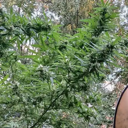 RQS Special Queen #1 Balcony