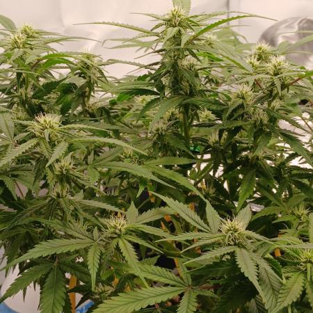 Auto Journey with FastBuds and Barney's