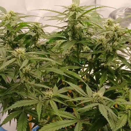 Auto Journey with FastBuds and Barney's