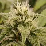 Auto Journey with FastBuds and Barney's