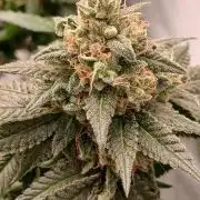 Super Sativa Seed Club Soil Version