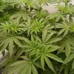 Regular Company for the DWC Lady