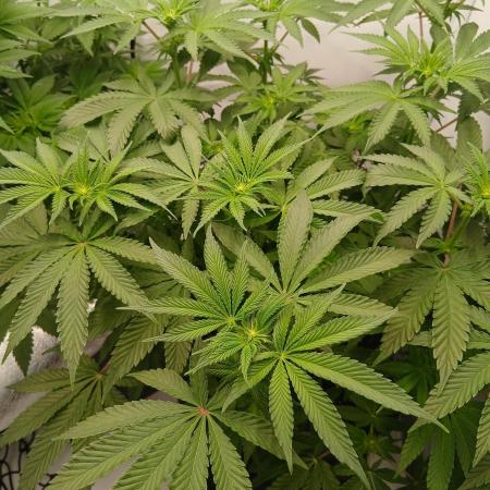 Regular Company for the DWC Lady