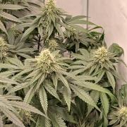 Super Sativa Seed Club Soil Version