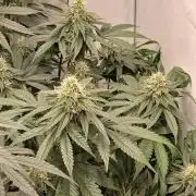 Super Sativa Seed Club Soil Version