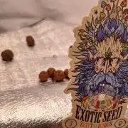 Hydroponischer Exotic Seed Grow