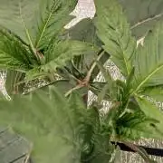 Hydroponischer Exotic Seed Grow