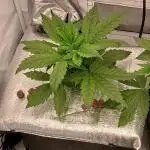 DWC Grow with Advanced Seeds