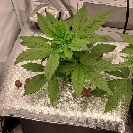DWC Grow with Advanced Seeds