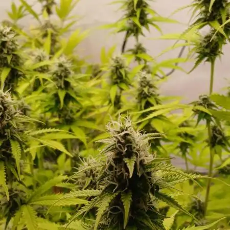 Auto Journey with FastBuds and Barney's