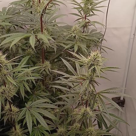 Super Sativa Seed Club DWC Version