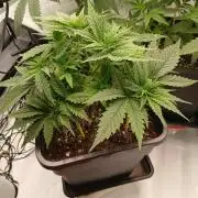 Raunächte-Grow mit Exotic Seed