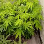 Auto Journey with FastBuds and Barney's