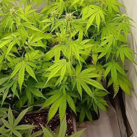 Auto Journey with FastBuds and Barney's
