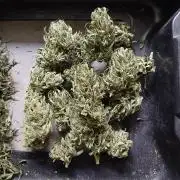 Original Skunk meets Auto
