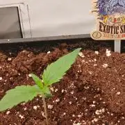 Raunächte-Grow mit Exotic Seed