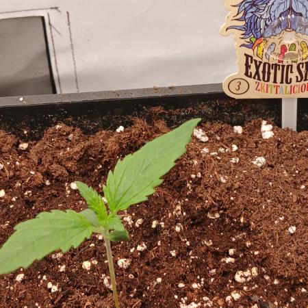 Raunächte-Grow mit Exotic Seed